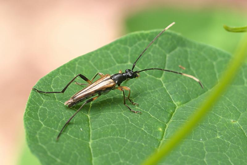 タマムシのように輝くチリカミキリのペア【標本】 （タマムシ